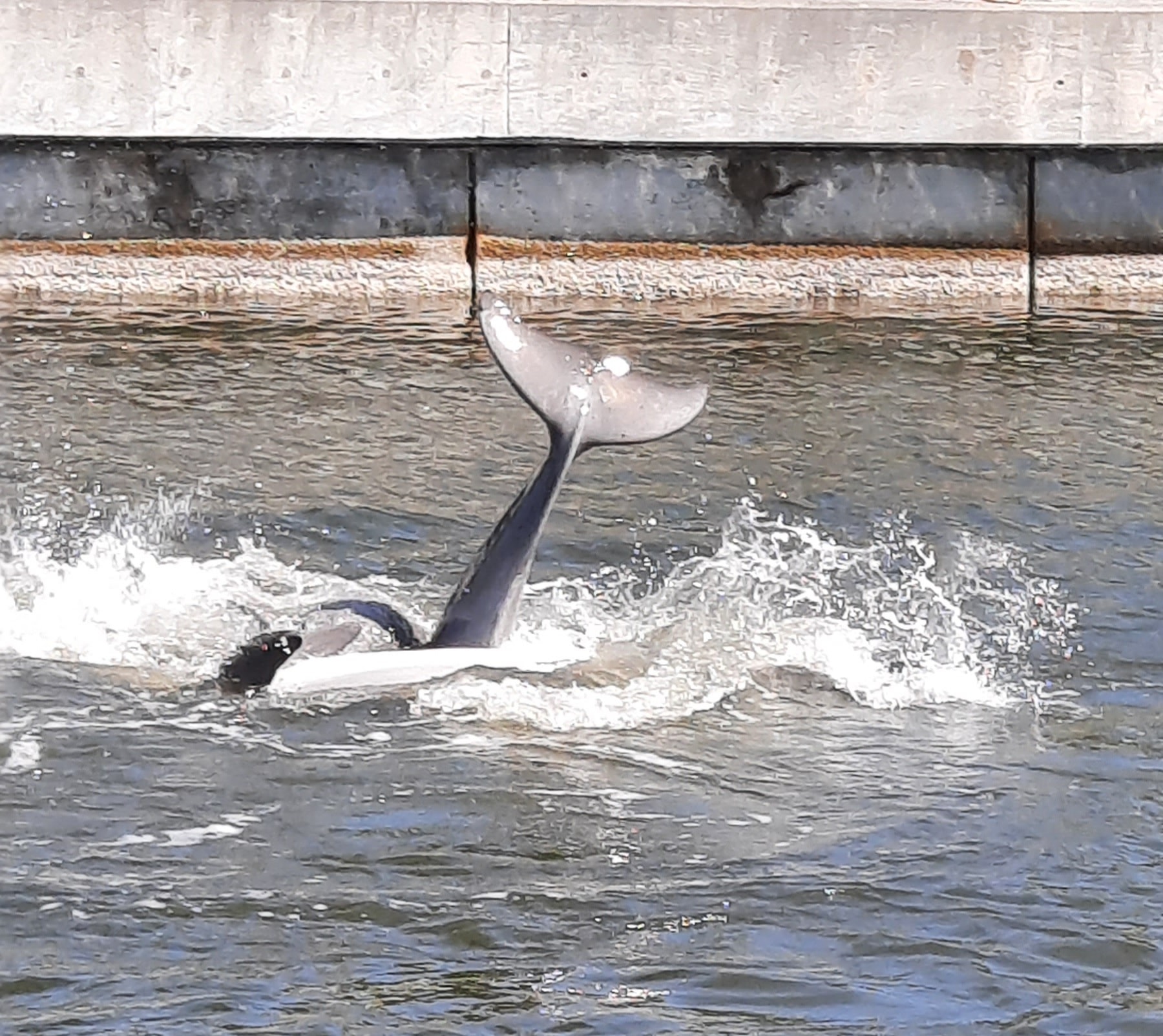 Guest photographing a dolphin surfacing right alongside the boat