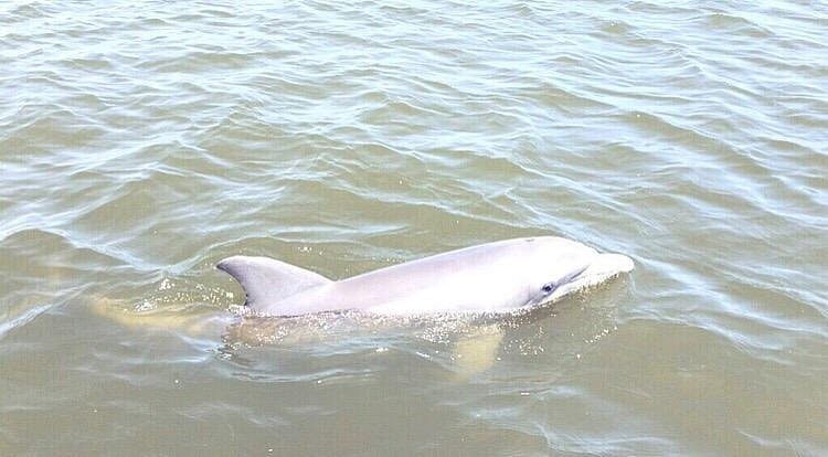 Dolphin surfacing and gliding through the calm lagoon waters