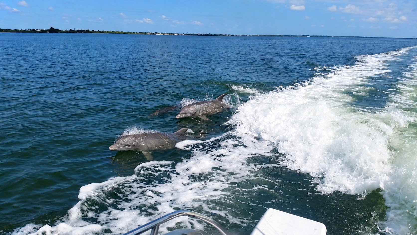 Bottlenose dolphins following Captain Pete's boat through the lagoon