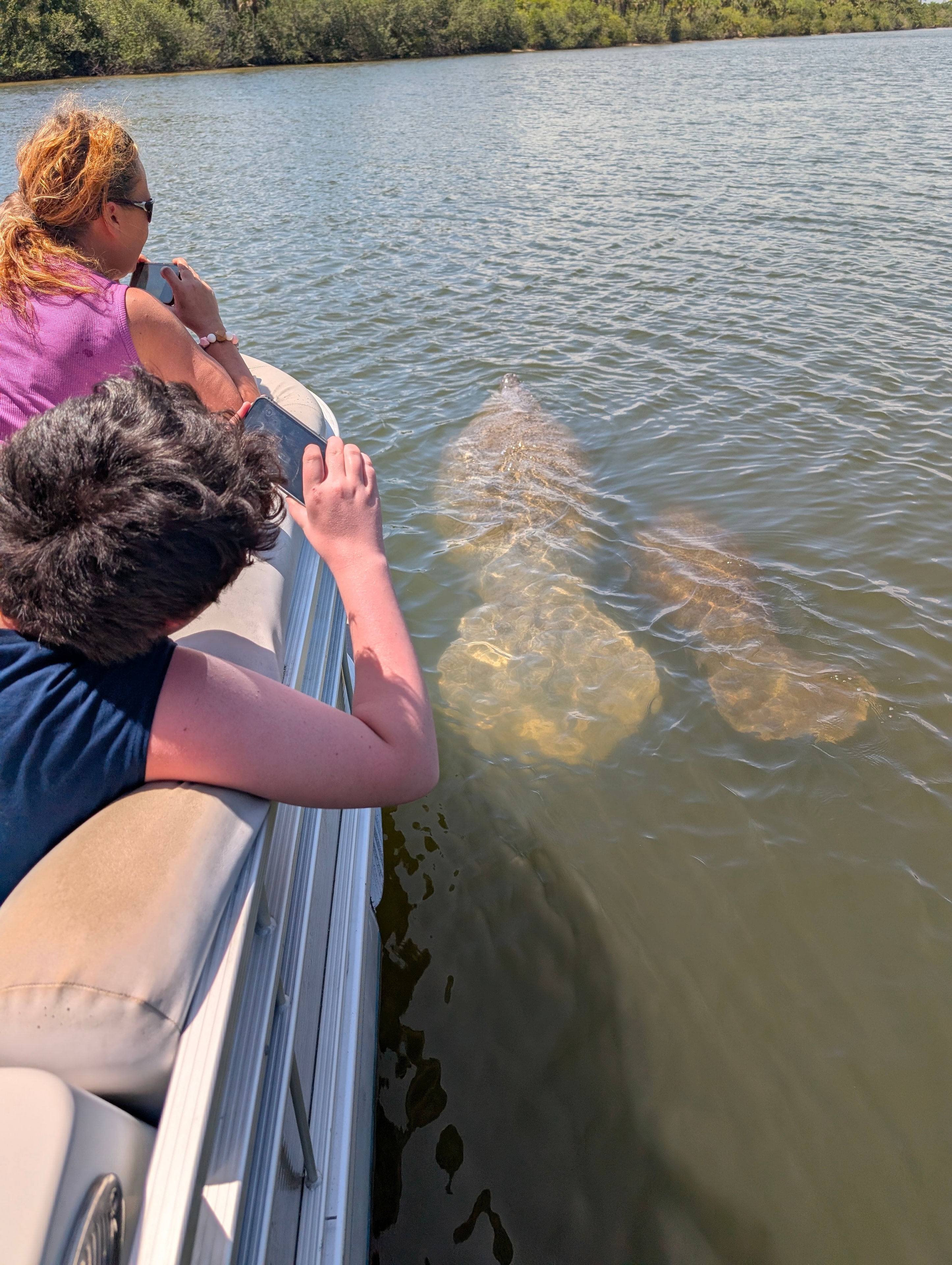 Guests leaning over the side of the boat to photograph a manatee swimming alongside