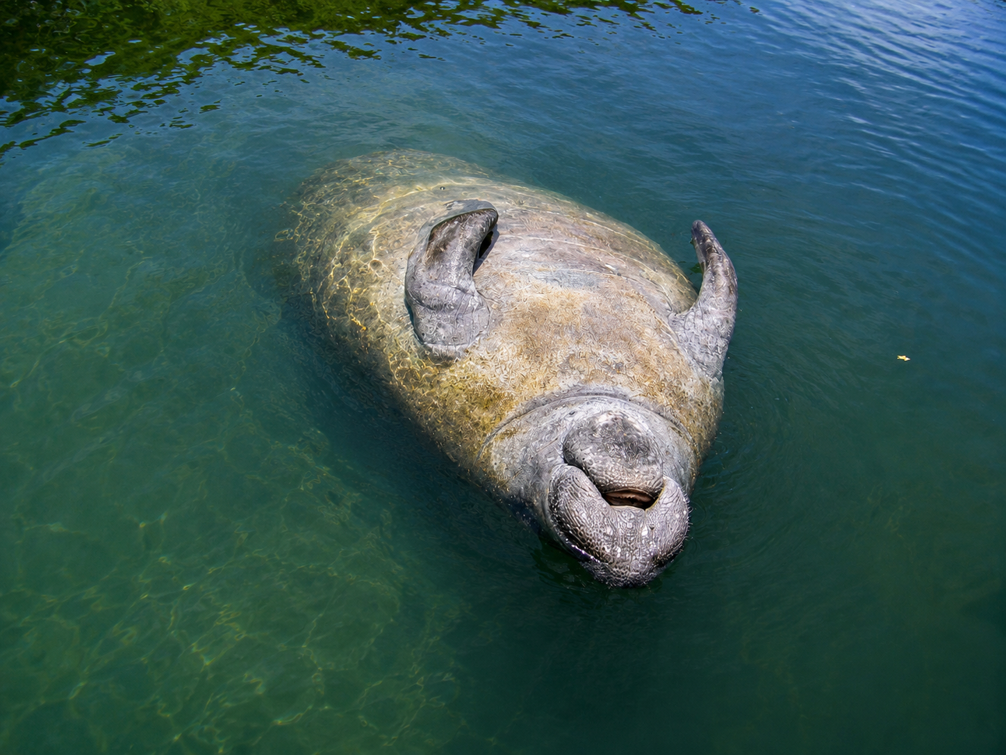 Florida manatee swimming through the lagoon