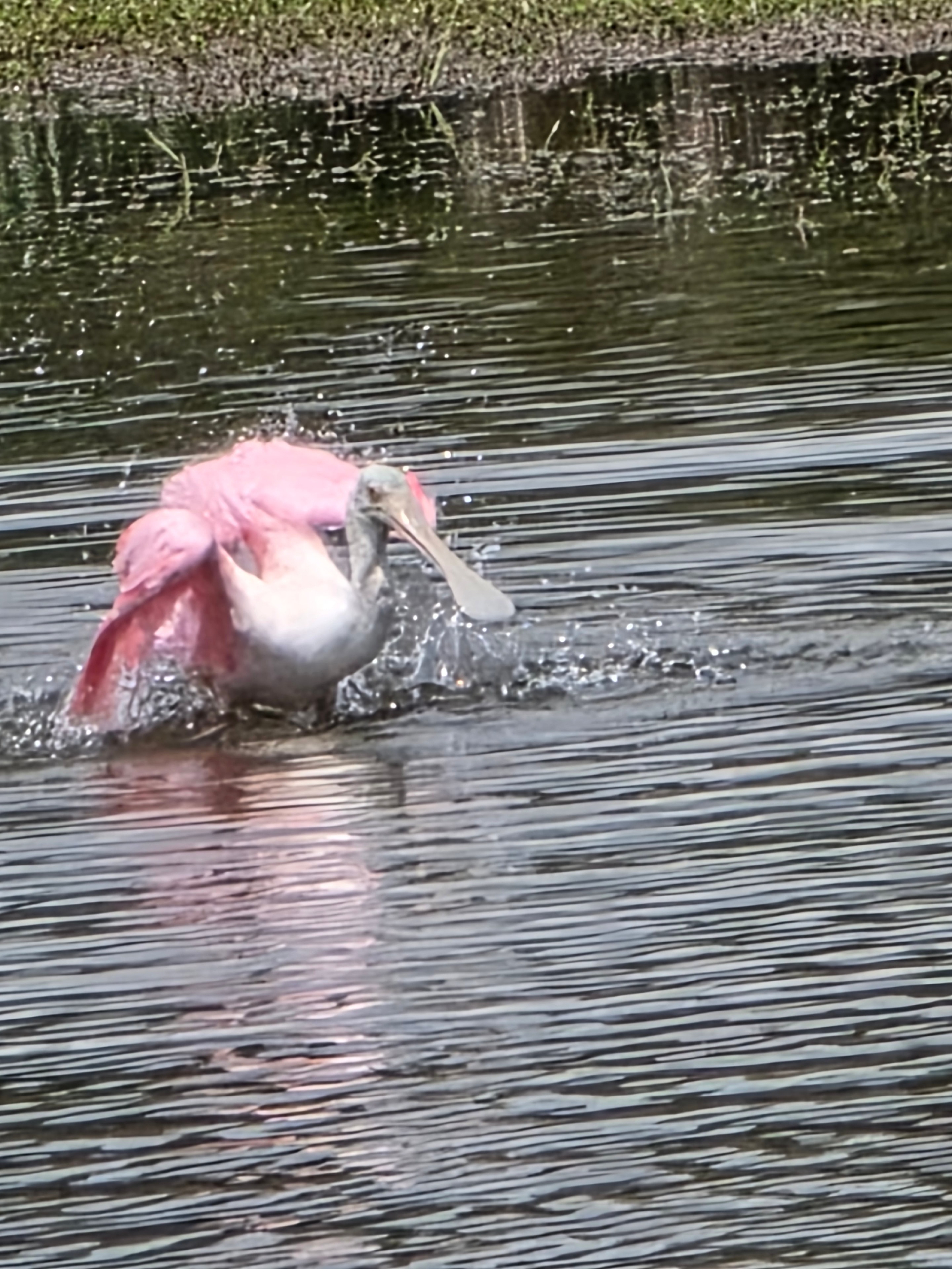 Roseate spoonbill wading in the shallow waters of the lagoon