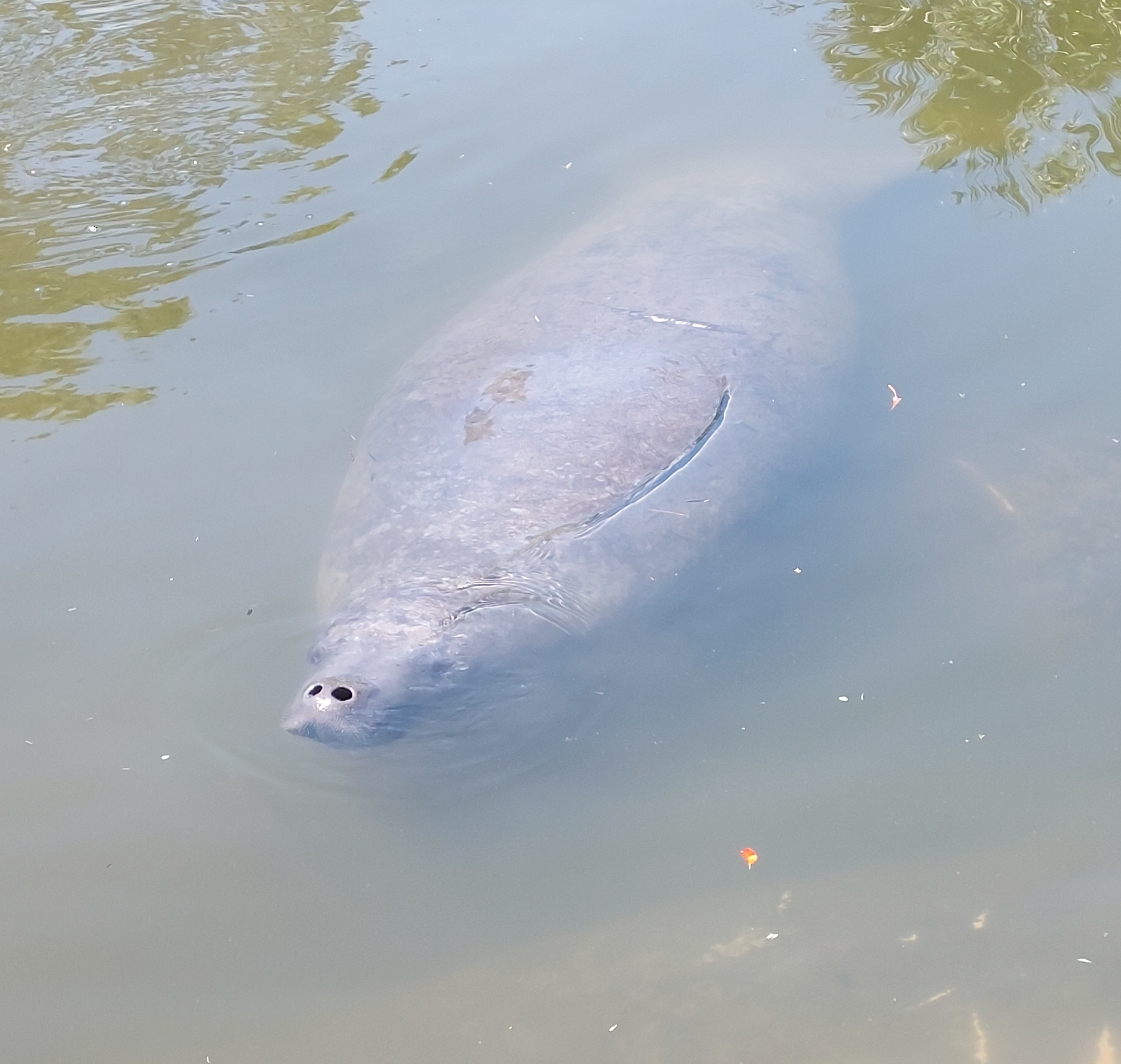 Manatee surfacing close to the boat in calm lagoon waters