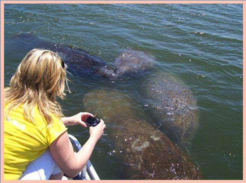 Guest photographing manatees in shallow coastal waters